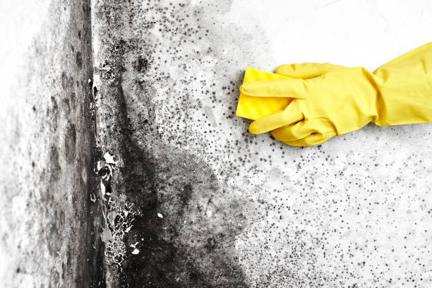 Best Mold Remediation for Specific Building Types in Wylie, TX