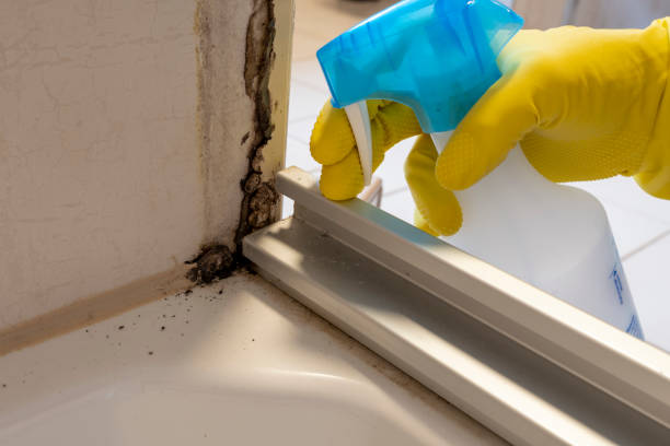 Best Black Mold Remediation in Wylie, TX