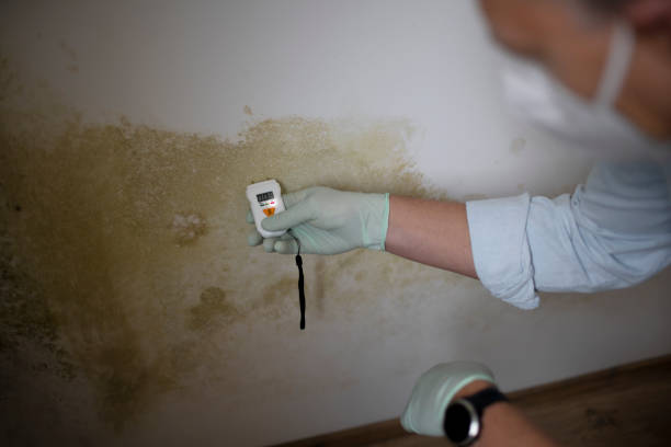 Best Emergency Mold Remediation in Wylie, TX