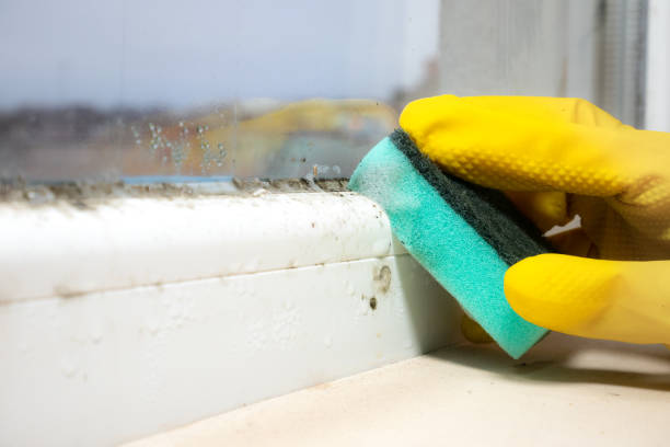 Best Mold Remediation for Schools in Wylie, TX