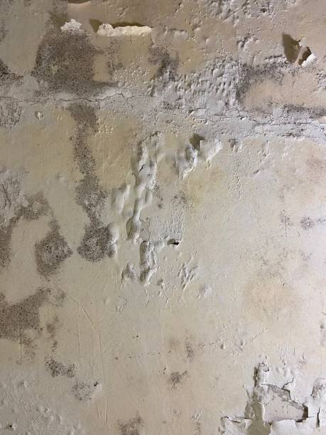 Best Post-Flood Mold Remediation in Wylie, TX