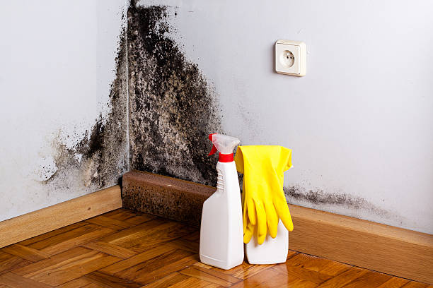 Trusted Wylie, TX Mold Remediation Experts