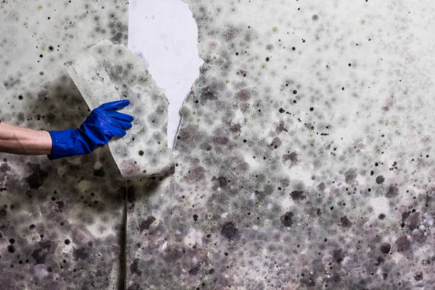 Best Health and Safety Mold Remediation in Wylie, TX